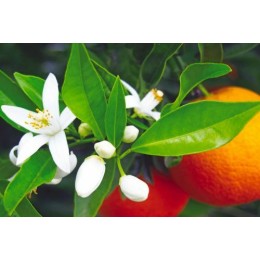 Arôme Fleur d'Oranger 10l