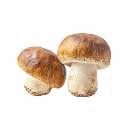 Cèpes entiers - par 500 g
