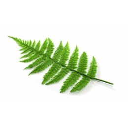 Feuilles de fougère /10
