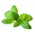 Basilic entier - par 1 kg