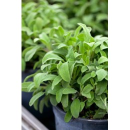 Sauge entière grabeautée - sac de 1 kg