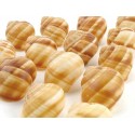 Coquilles Vides d\'Escargot - par 60