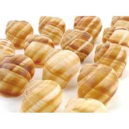 Coquilles Vides d'Escargot - par 72