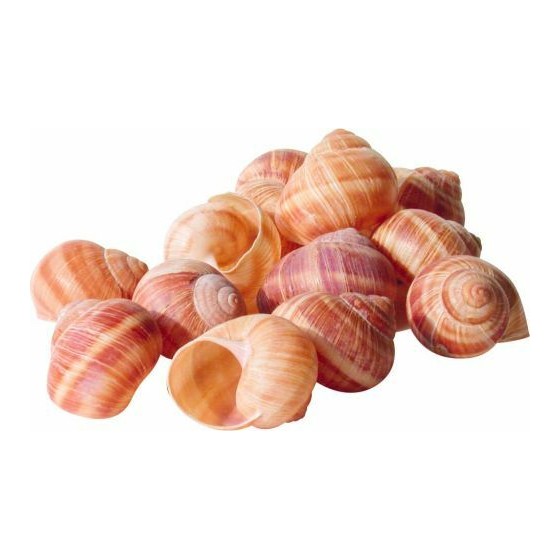 Coquilles Vides d'Escargot belle grosseur - par 1440 Coquilles Vides d'Escargot belle grosseur - par 1440
