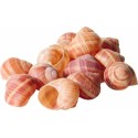 Coquilles Vides d\'Escargot belle grosseur - par 1440