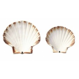 Coquille St Jacques naturelle 13+ cm - carton de 200