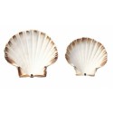 Coquille Saint Jacques naturelle 13,5+ cm - par 160
