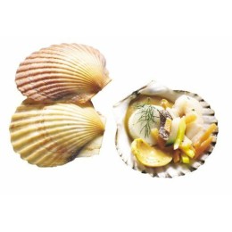 Petite coquille Saint Jacques naturelle ø 5 cm - par 50