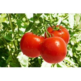 Tomate Poudre - par 1 kg