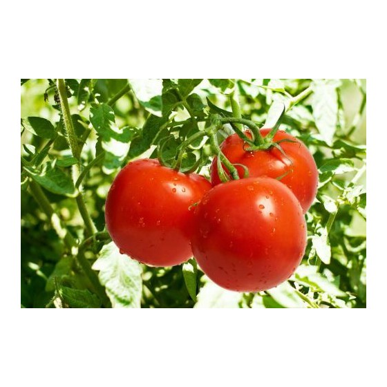Tomate Poudre - par 1 kg Tomate Poudre - par 1 kg