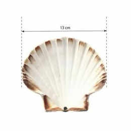 Coquille Saint Jacques naturelle 13+ cm - par 200