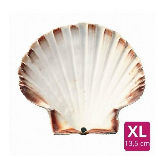 Coquille Saint Jacques naturelle 13,5+ cm - par 160