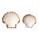 Coquilles St Jacques vides